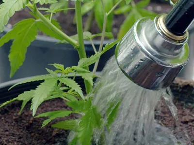 How Often Should You Water Your Marijuana Plants?