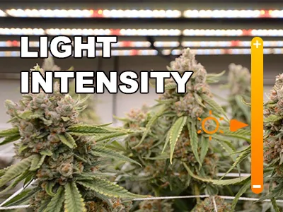 How to remotely adjust your LED grow light when you are outside