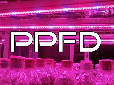 What’s the Ideal PPFD for Vegetative Growth?