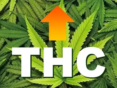 How to increase the THC content of cannabis.