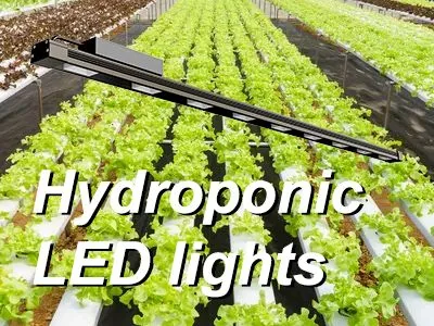 The best LED lights for hydroponic vegetables in 2024