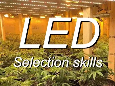 Selecting the Optimal Cannabis Grow Light: 6 Essential Tips