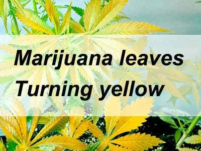 Cannabis leaves turn yellow, why exactly?