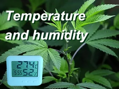 Why is it important for cannabis to control the humidity