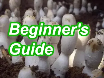 How to Grow shrooms: A Beginner’s Guide