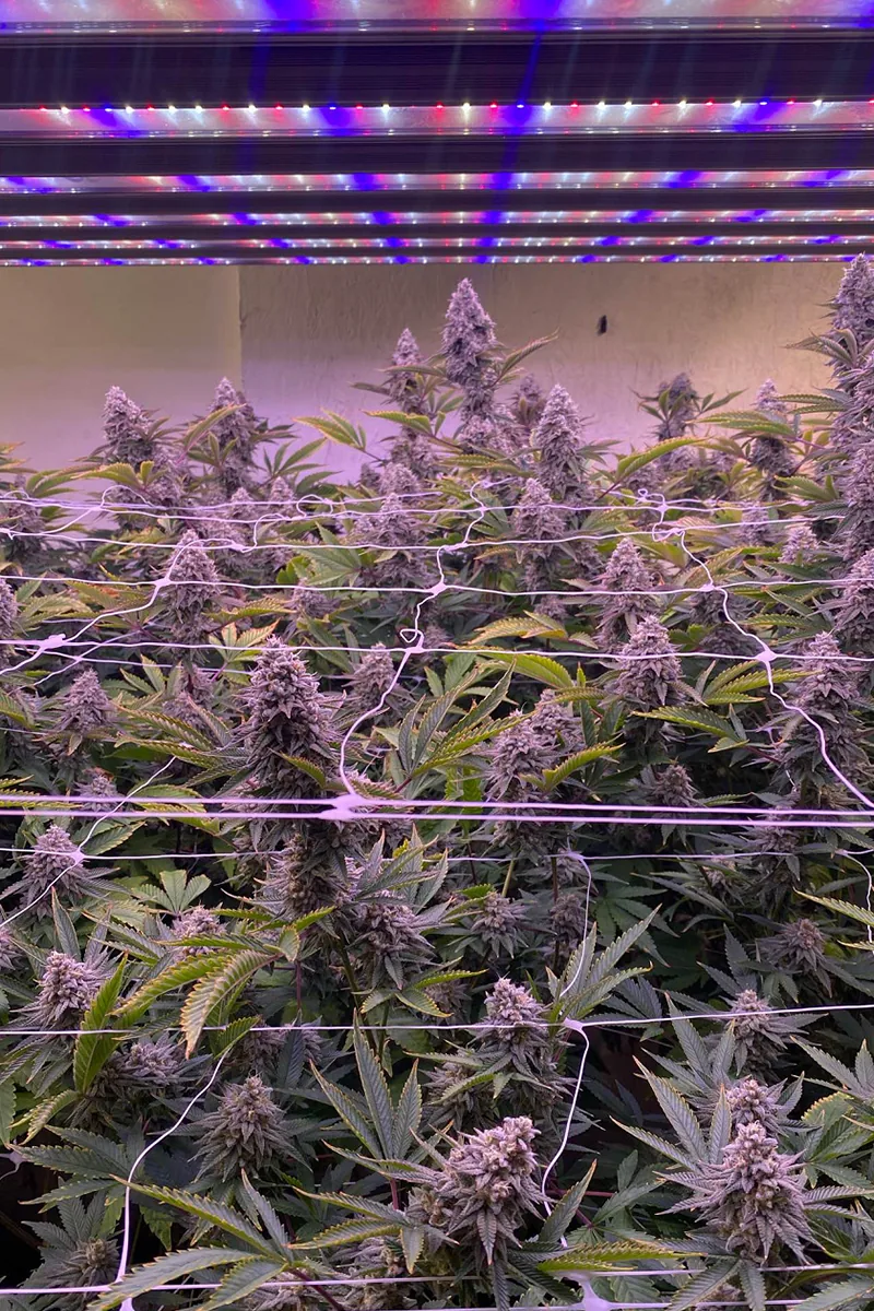  Cannabis Growing
