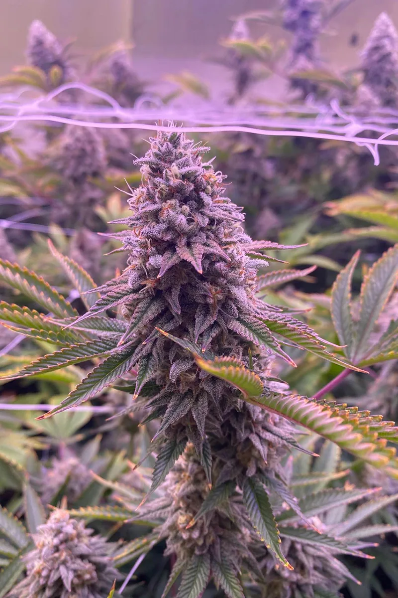  Cannabis Growing