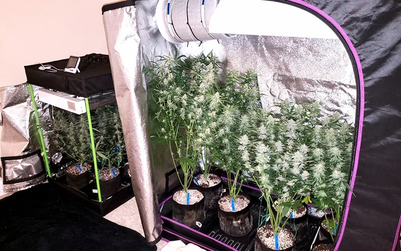 Growing marijuana indoors Growing marijuana indoors