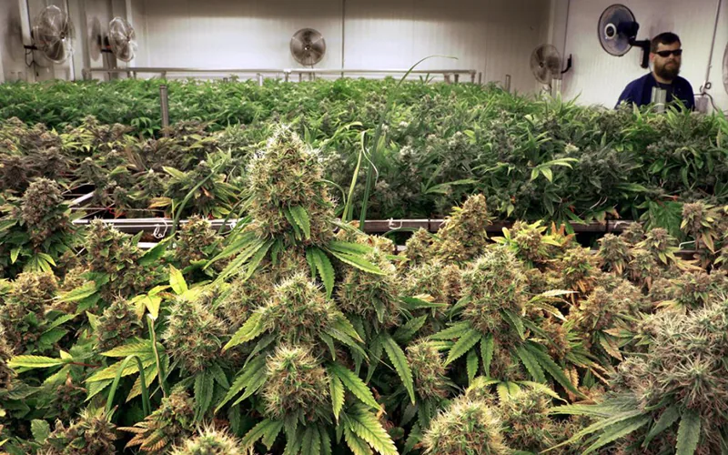 Growing marijuana indoors Growing marijuana indoors