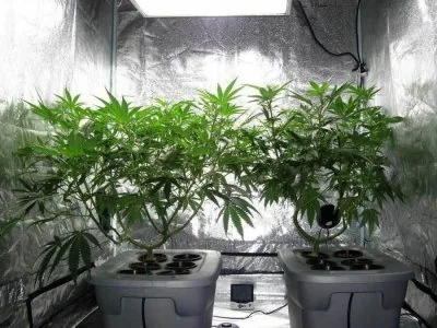 1685529808339041491.jpg Cannabis06.jpg