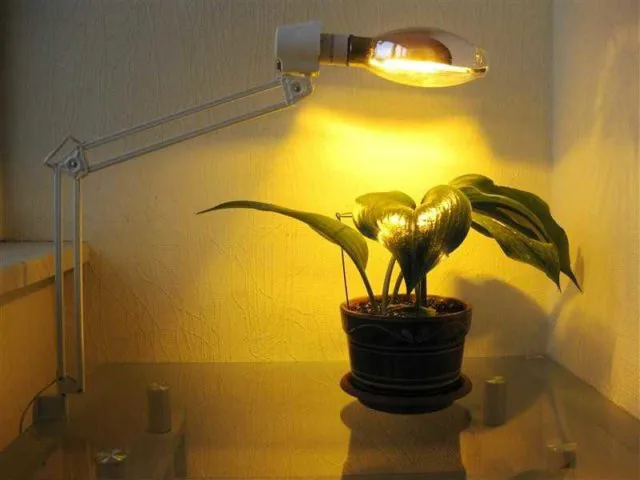 Indoor planting Indoor planting