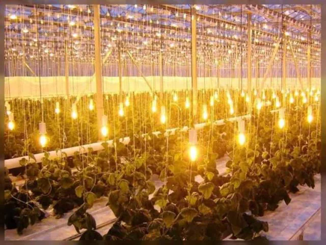 Indoor planting Indoor planting