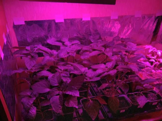 Indoor planting Indoor planting