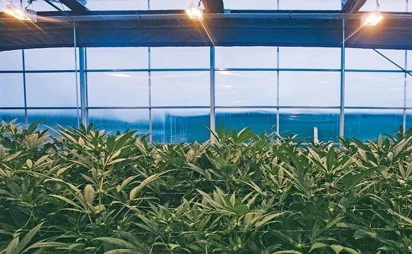 Why Large Cannabis Producers Are Turning To Hybrid Greenhouses Why Large Cannabis Producers Are Turning To Hybrid Greenhouses