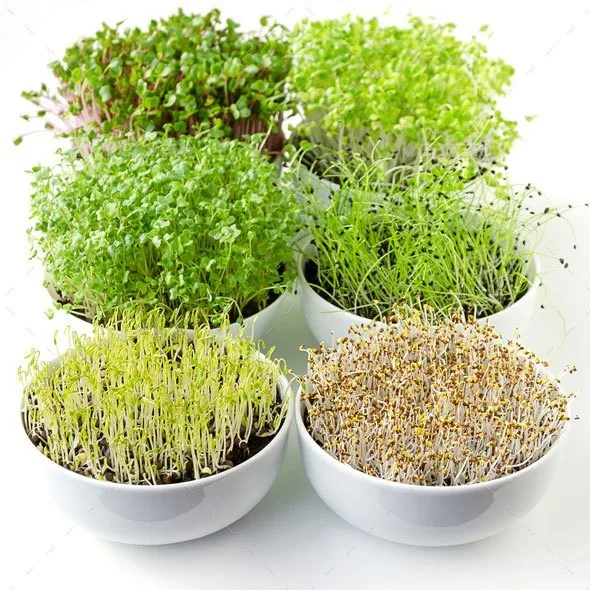 1Everythings You Want To Know About Microgreens 1Everythings You Want To Know About Microgreens