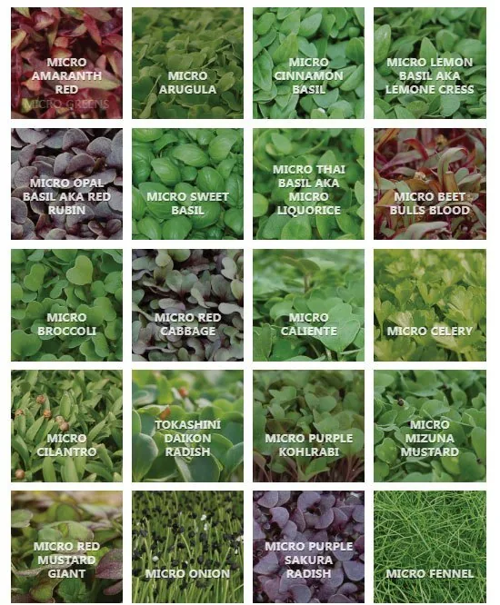 How to eat Microgreens How to eat Microgreens