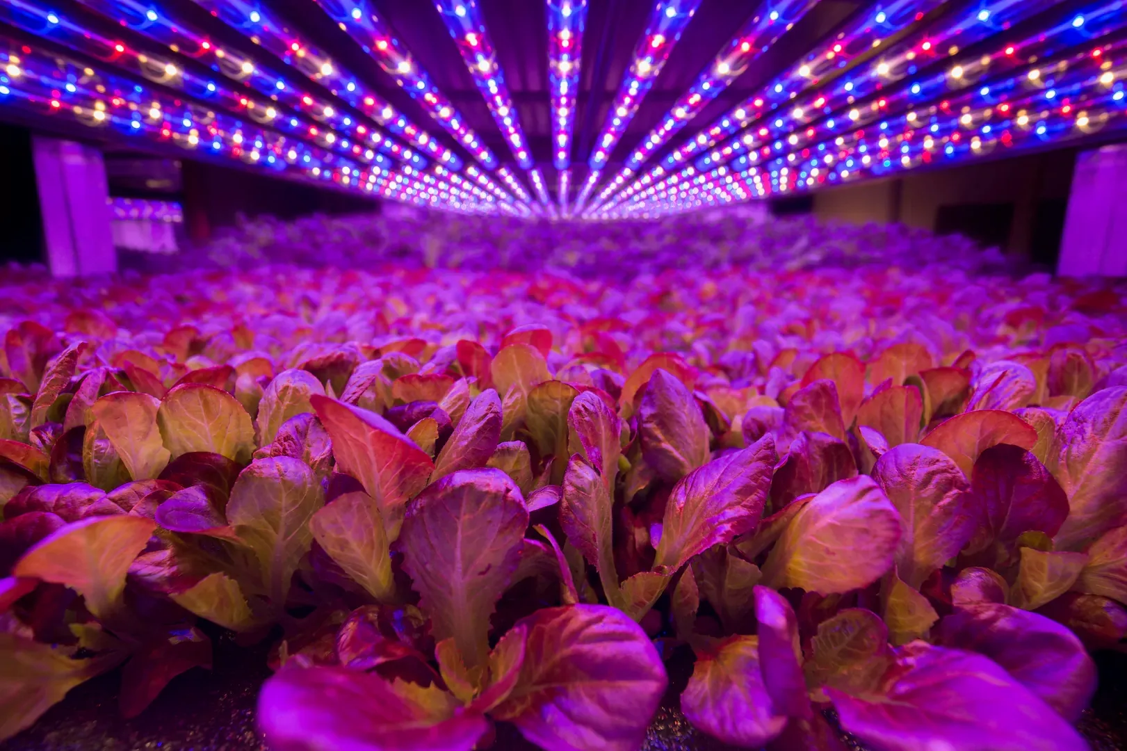 Plant Photosynthesis With Different Light Sources Plant Photosynthesis With Different Light Sources