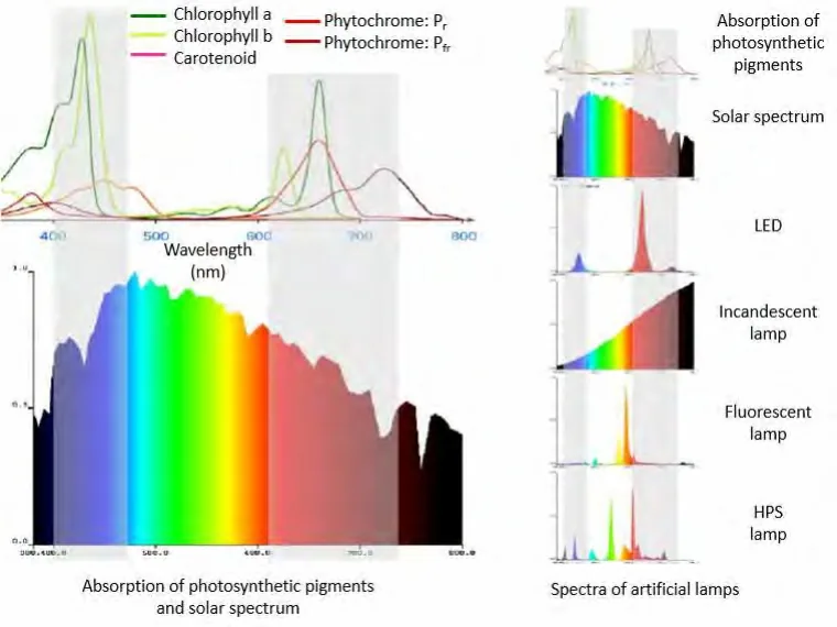 Photosynthetic Absorption Of Light Spectrum Photosynthetic Absorption Of Light Spectrum