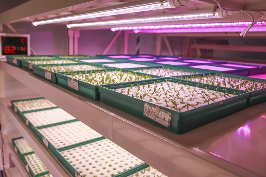 Why choose LED grow lights for greenhouse supplemental lighting? Why choose LED grow lights for greenhouse supplemental lighting?