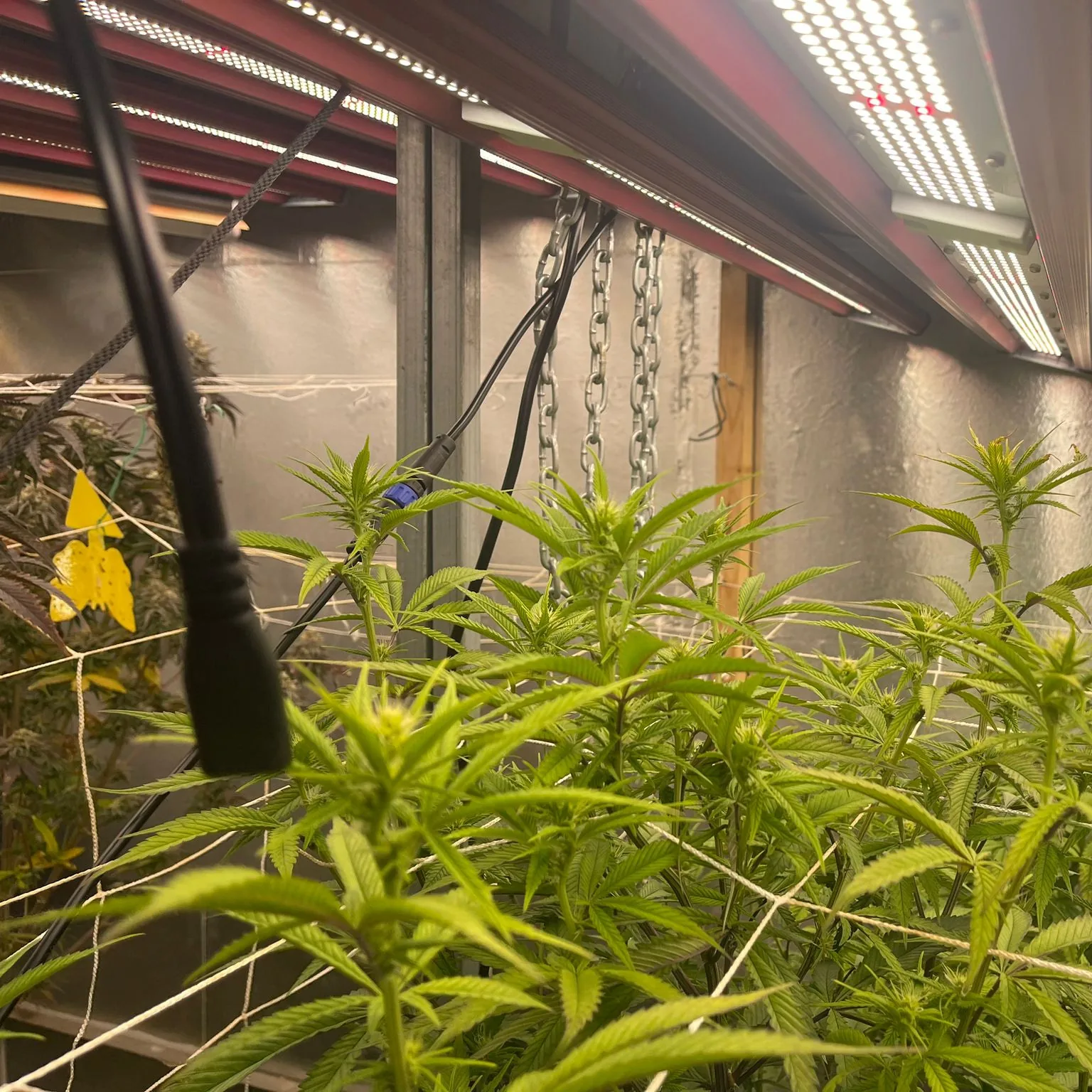 Grow Cannabis with LED Grow Lights Grow Cannabis with LED Grow Lights