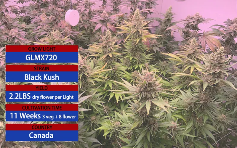 1688710914740031255.jpg black-kush.jpg