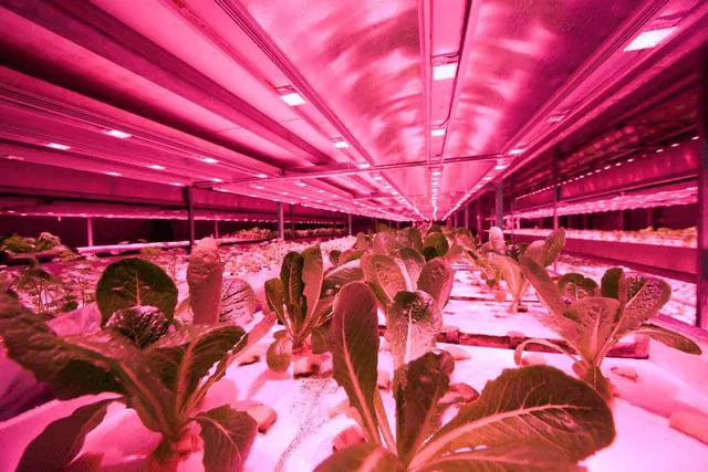 Sichuan-Vertical-farming-led-grow-light-case-image-1.png