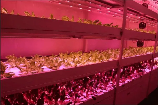 Sichuan-Vertical-farming-led-grow-light-case-image-2.png