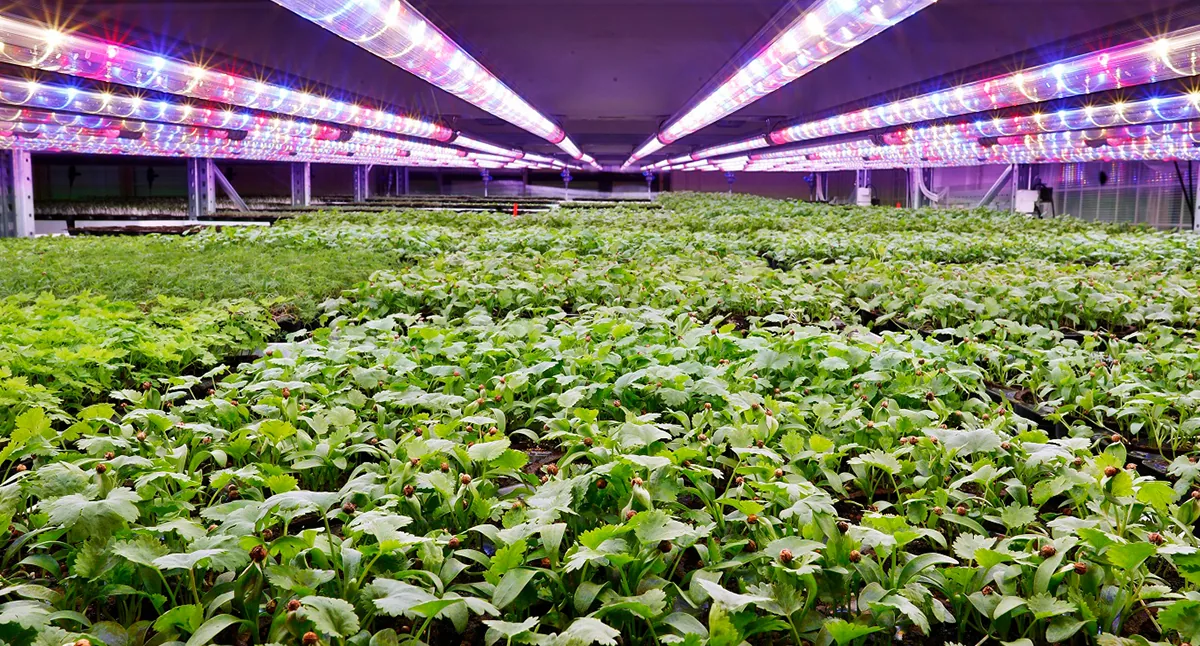 plant-factory.jpg plant-factory.jpg