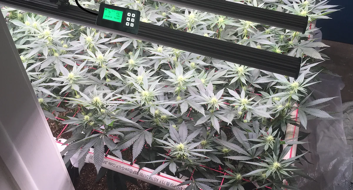 Controller combined with light fixtures used in cannabis cultivation Controller combined with light fixtures used in cannabis cultivation