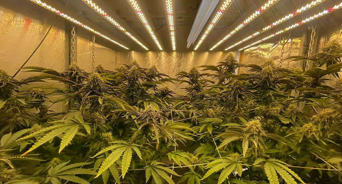 Lamp shines on marijuana Lamp shines on marijuana