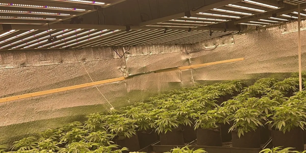 Foldable 1600W Cannabis Grow Light Foldable 1600W Cannabis Grow Light