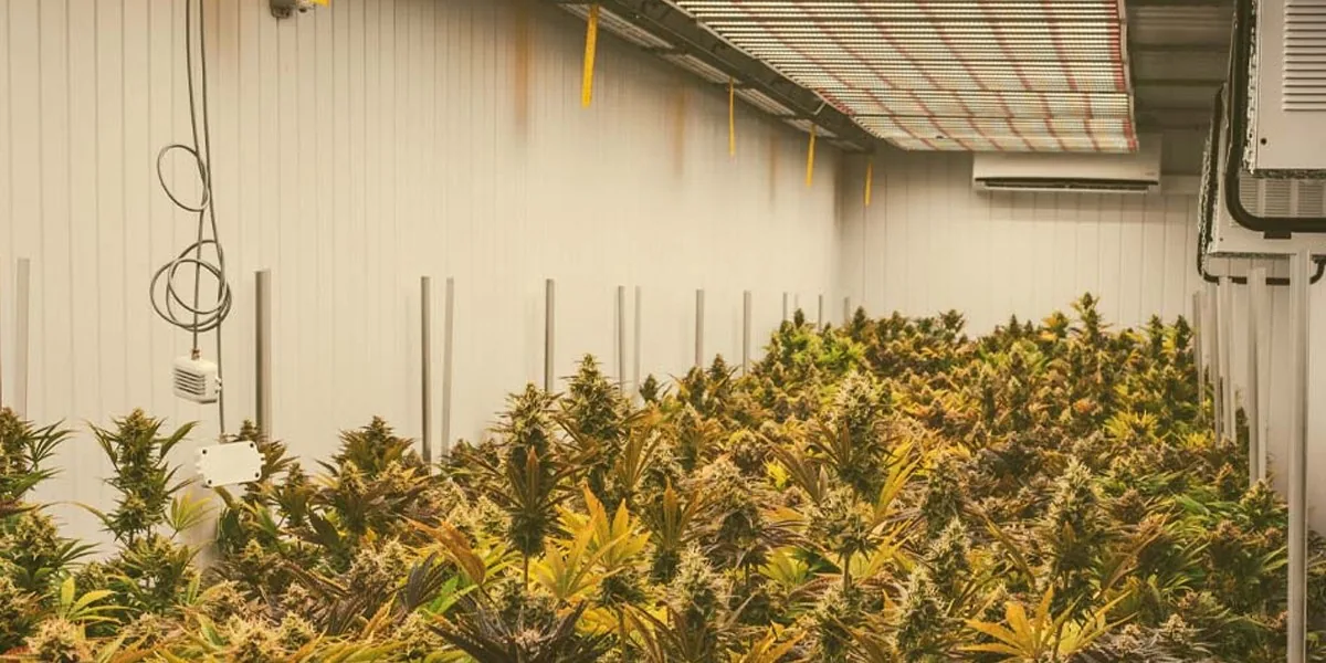 Cannabis Grow Light Cannabis Grow Light