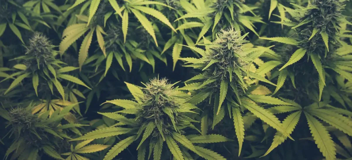 cannabis