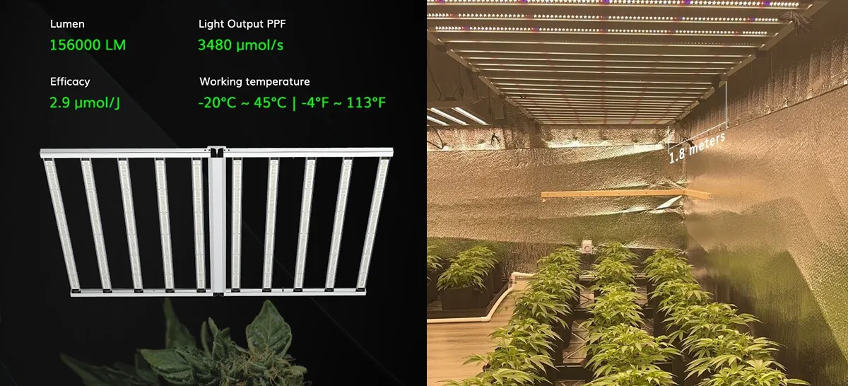 1200W&cannabis