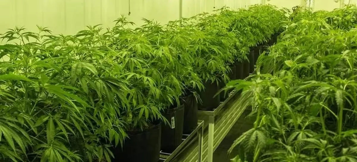 cannabis cannabis