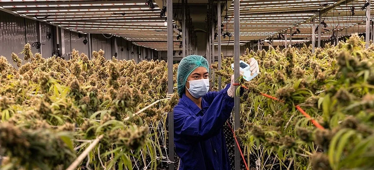 cannabis cultivation cannabis cultivation