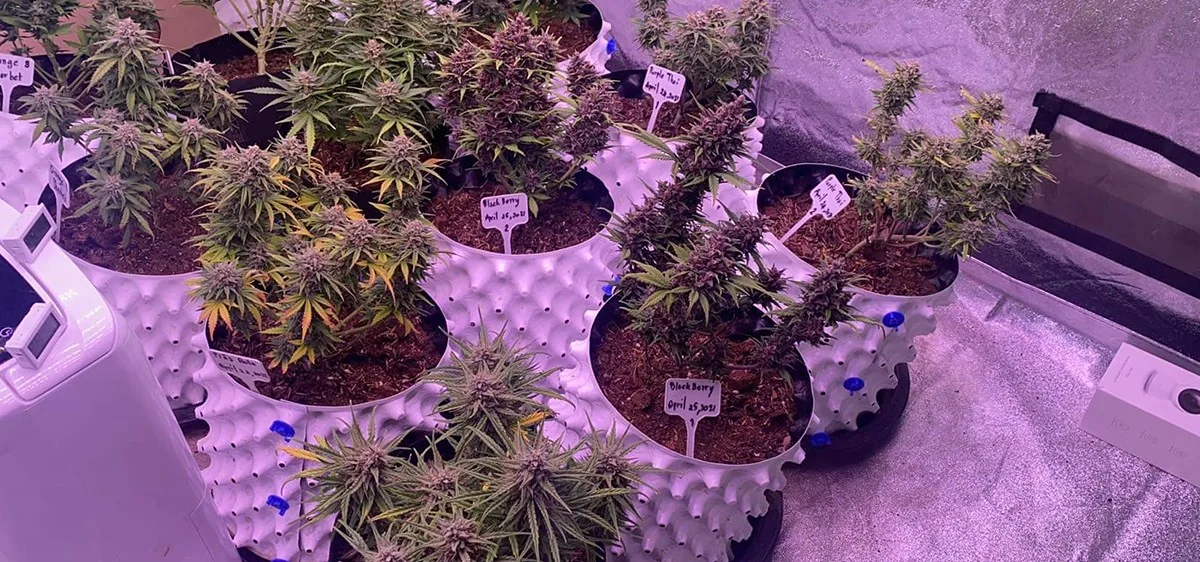 Cannabis seedlings Cannabis seedlings