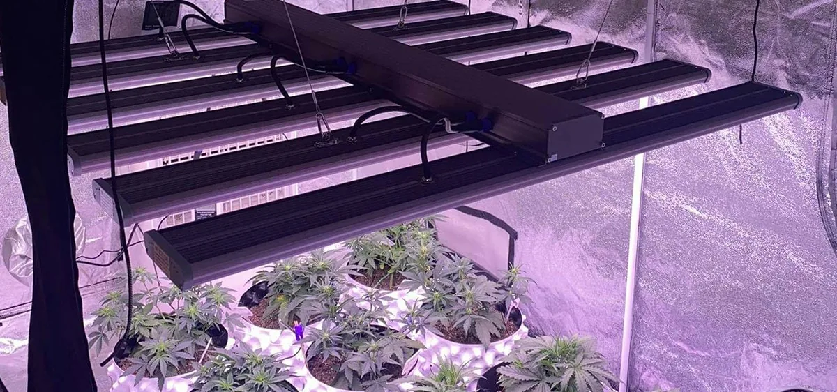 Cannabis seedlings-1.jpg
