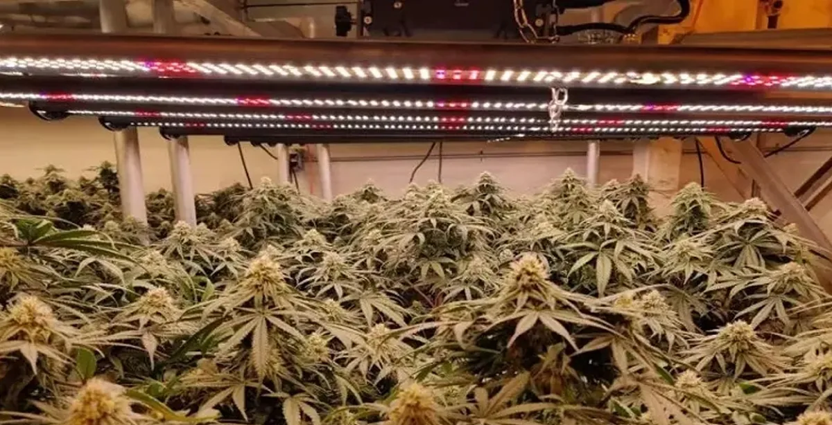 cannabis cannabis