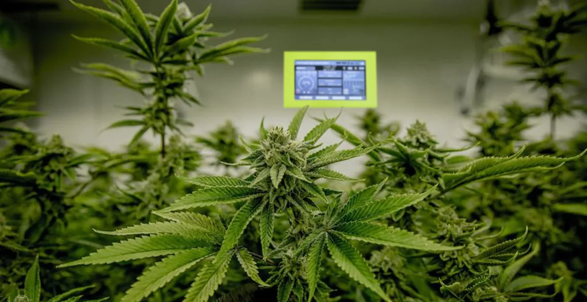 cannabis cannabis