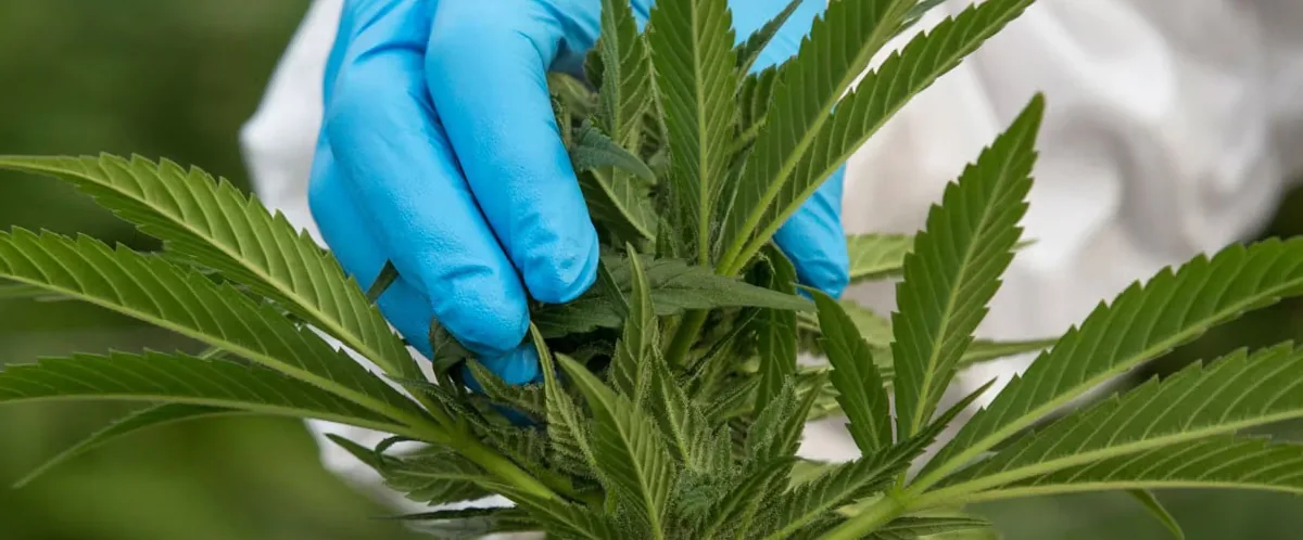 cannabis cannabis.jpg