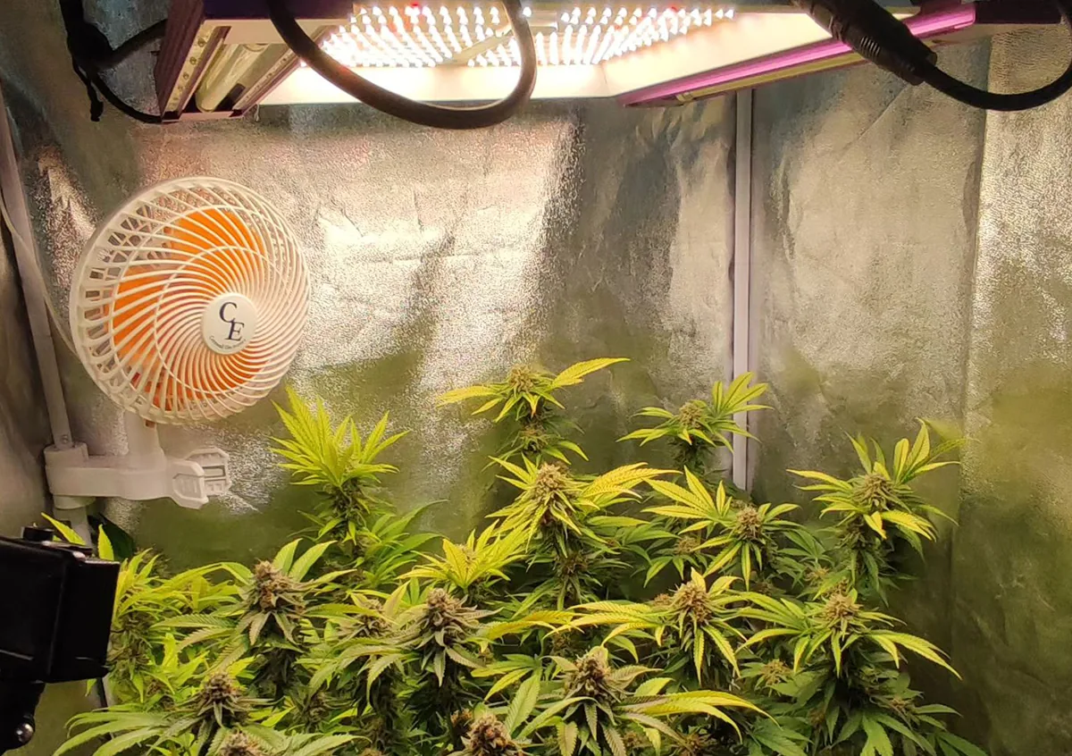 UVB plant growth light UVB plant growth light