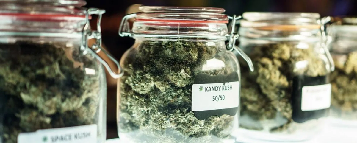 Cannabis Cannabis