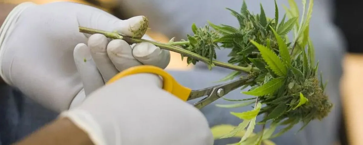 Cannabis cultivation Cannabis cultivation