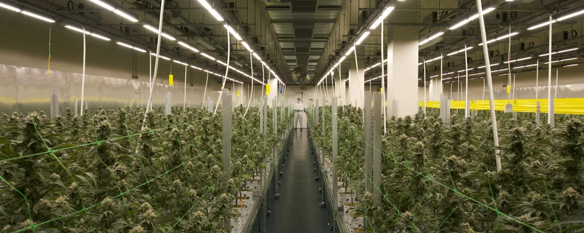 Cannabis cultivation Cannabis cultivation