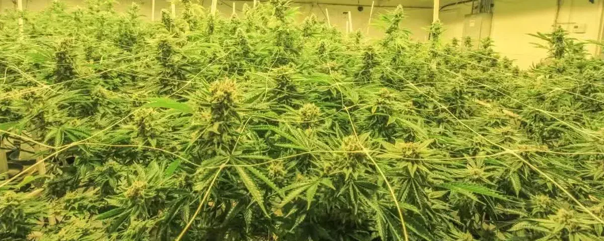 cannabis cannabis