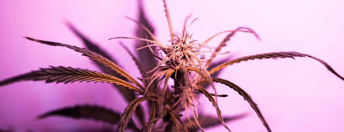 plant plant