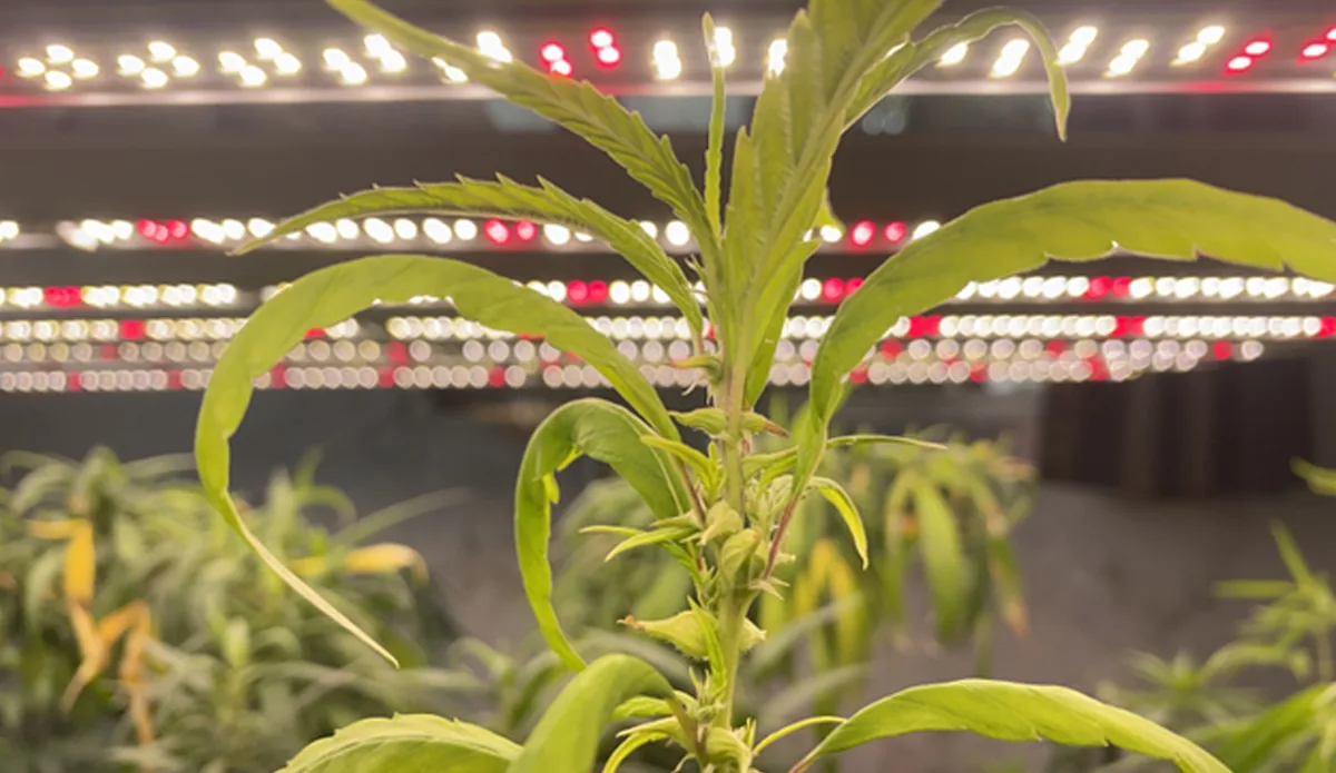 led grow light led grow light