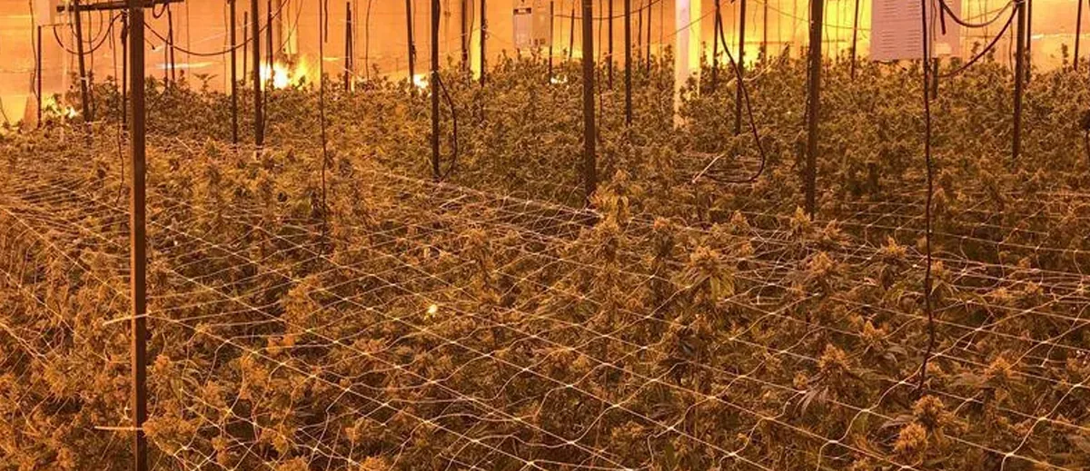 Indoor cultivation Indoor cultivation