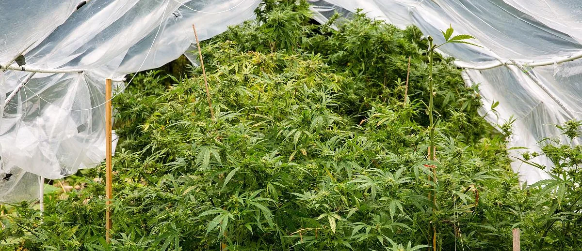Greenhouse cultivation Greenhouse cultivation